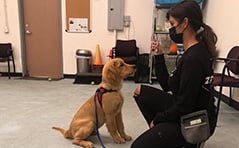 dog being trained