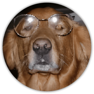 Grace, The Golden Retriever Dog