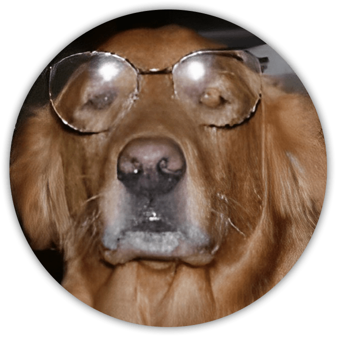 Grace, The Golden Retriever Dog