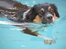 Dog Swimming on a pool
