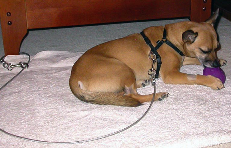 dog tethering
