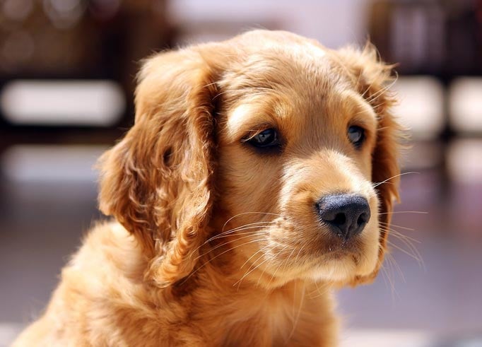 golden retriever puppy