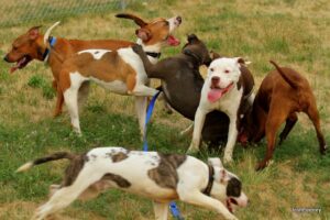 pooches play party