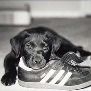 adidas dog