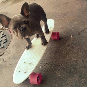 Dog riding a skateboard